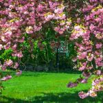 Les maladies et parasites des cerisiers du Japon