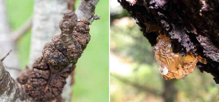 cerisier a fleurs malade