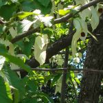 Comment bien choisir un Davidia ou arbre aux mouchoirs ?