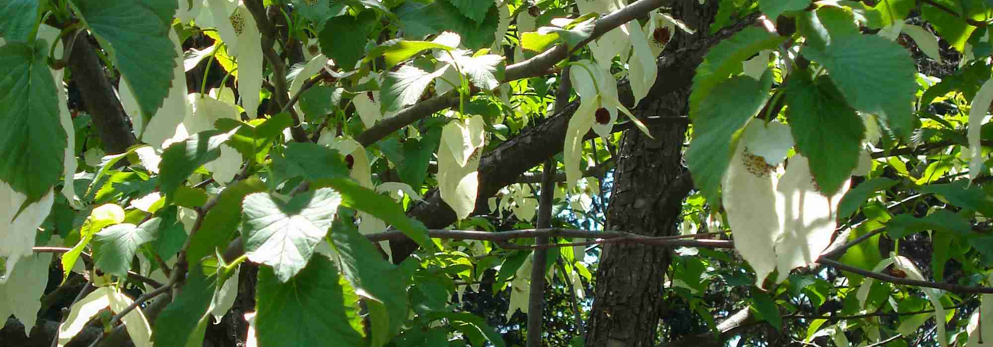 Comment bien choisir un Davidia ou arbre aux mouchoirs ?