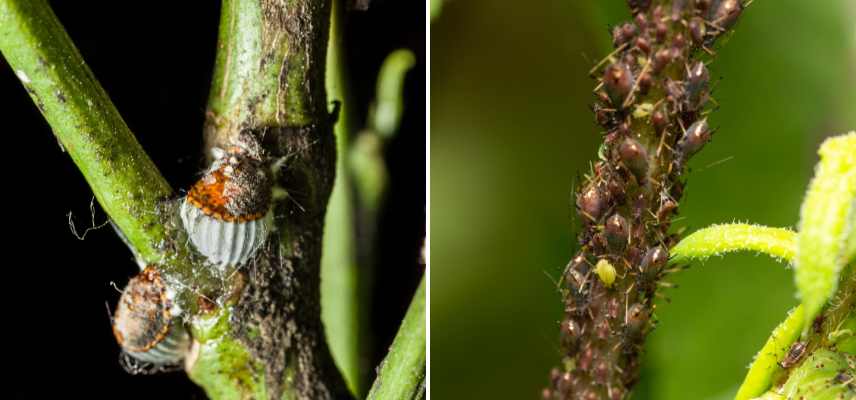 parasites cerisier ornement