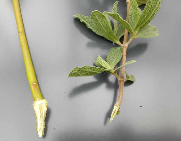 Comment faire une bouture à talon ?