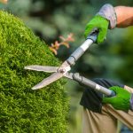 Comment tailler un cyprès boule ou de Provence pour conserver une forme parfaite ?