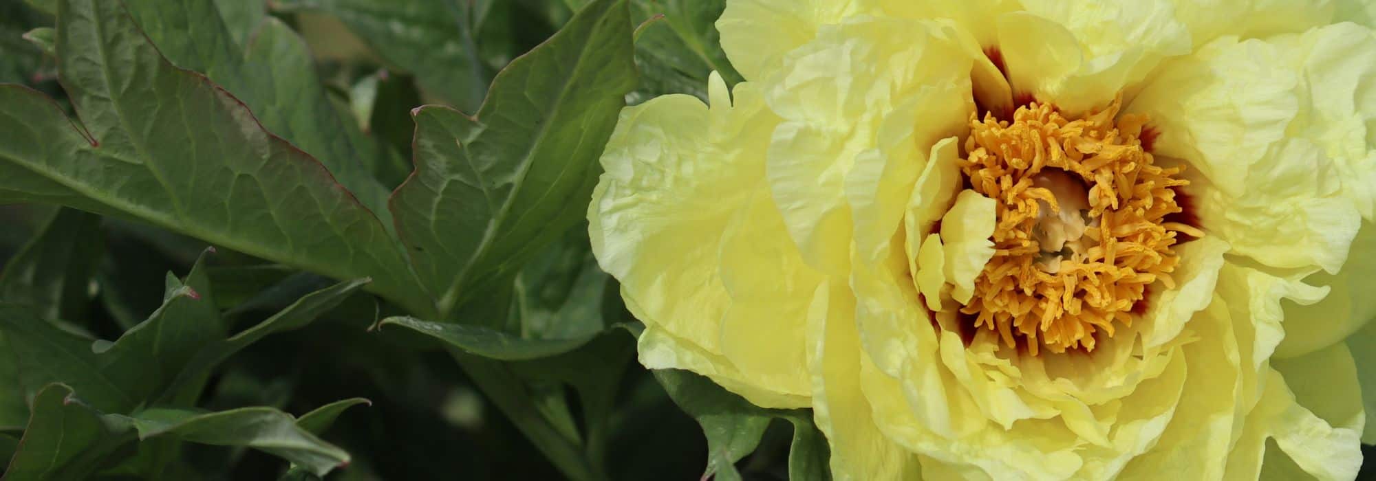 Comment entretenir une pivoine arbustive au fil des saisons ?
