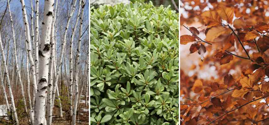 Exemples types de feuillages