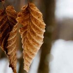 Les feuillages marcescents : un atout pour le jardin en hiver