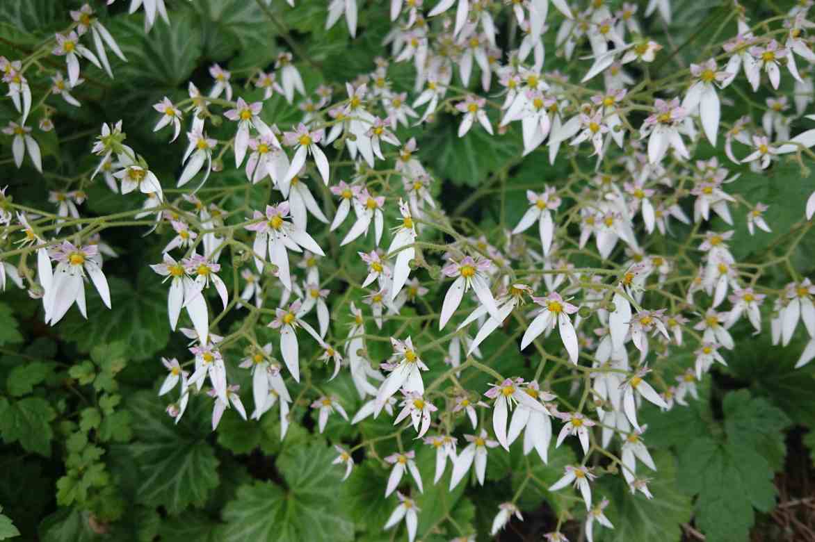 saxifrage interieur fleurs