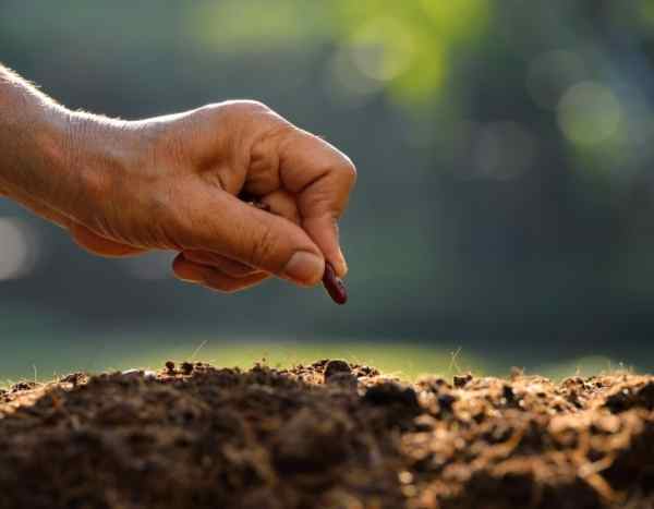 Comment tester la germination des vieilles graines ?