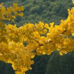 5 belles idées pour associer le ginkgo