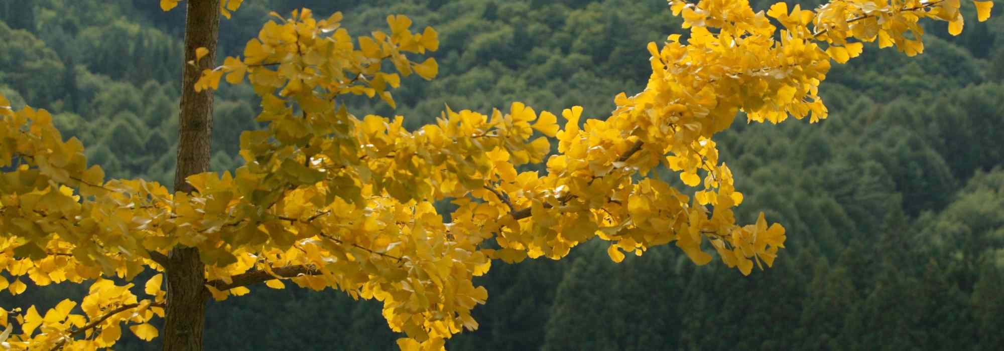 5 belles idées pour associer le ginkgo
