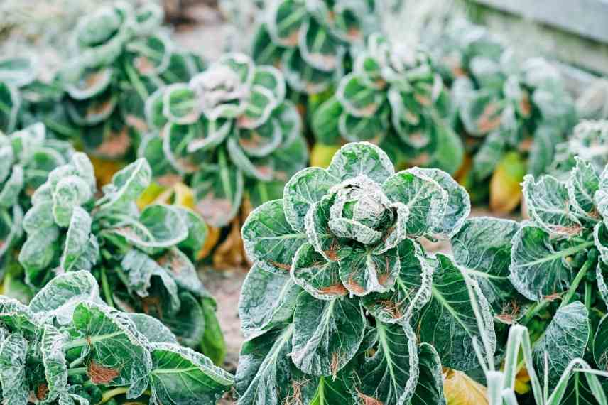 culture des légumes d'hiver au potager