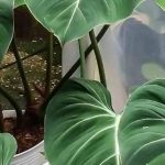 Les maladies et parasites du philodendron