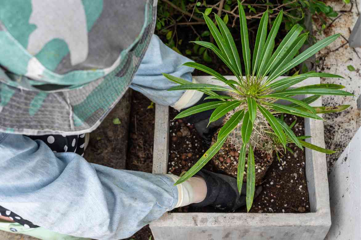 Planter un Pachypodium