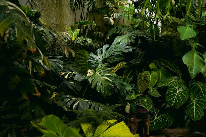 quelles plantes pour un jardin d hiver