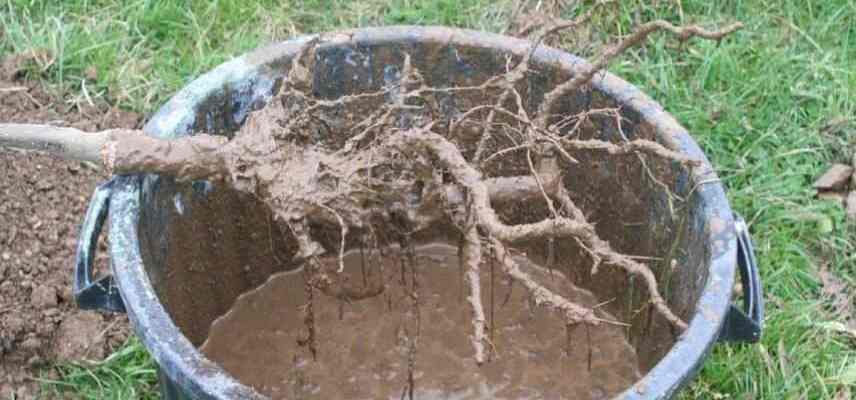 pralinage des racines nues