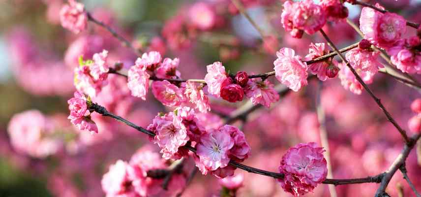 maladies prunus