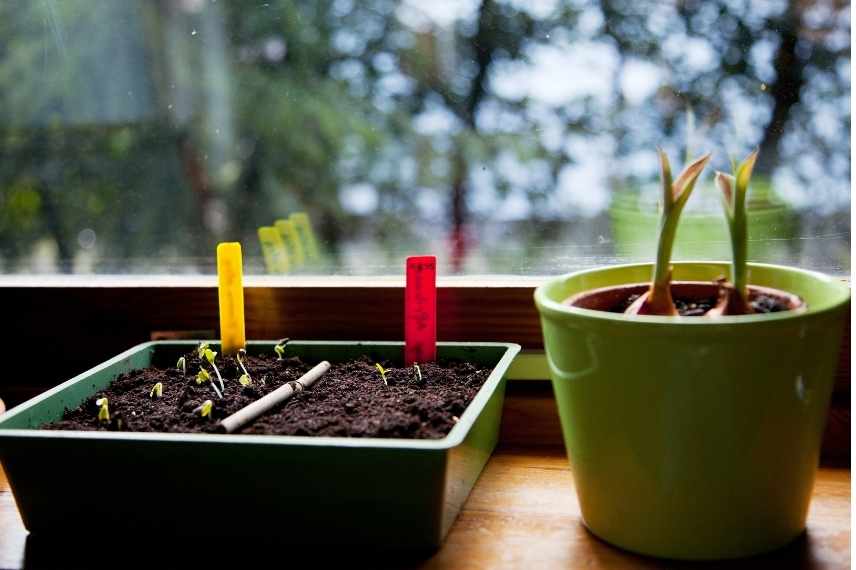 erreurs fréquentes autour des semis