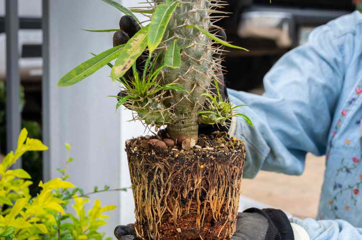 rempoter un Pachypodium