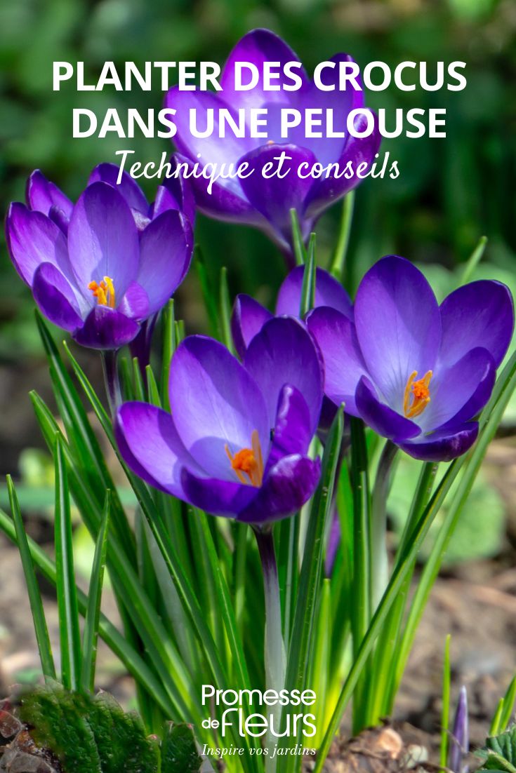 fleurs de crocus