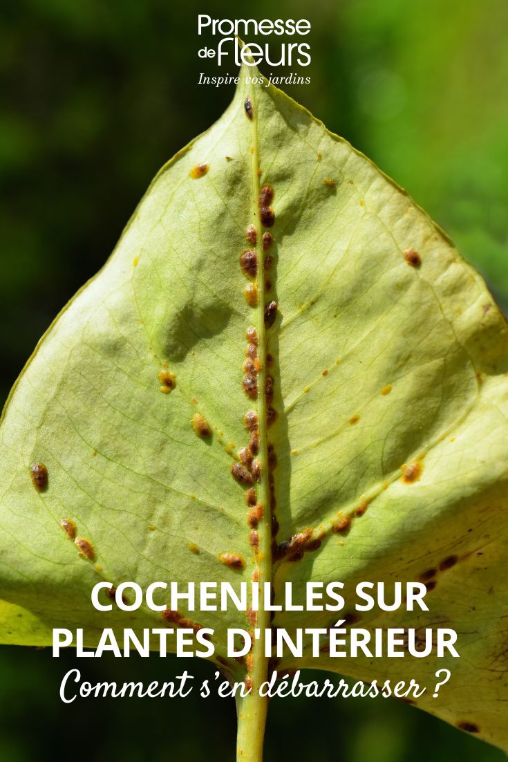 cochenilles (Coccoidea) sous une feuille