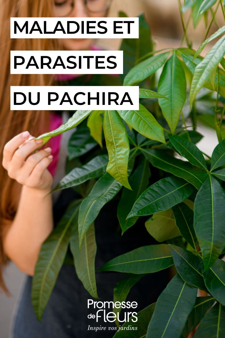 inspection d'un pachira