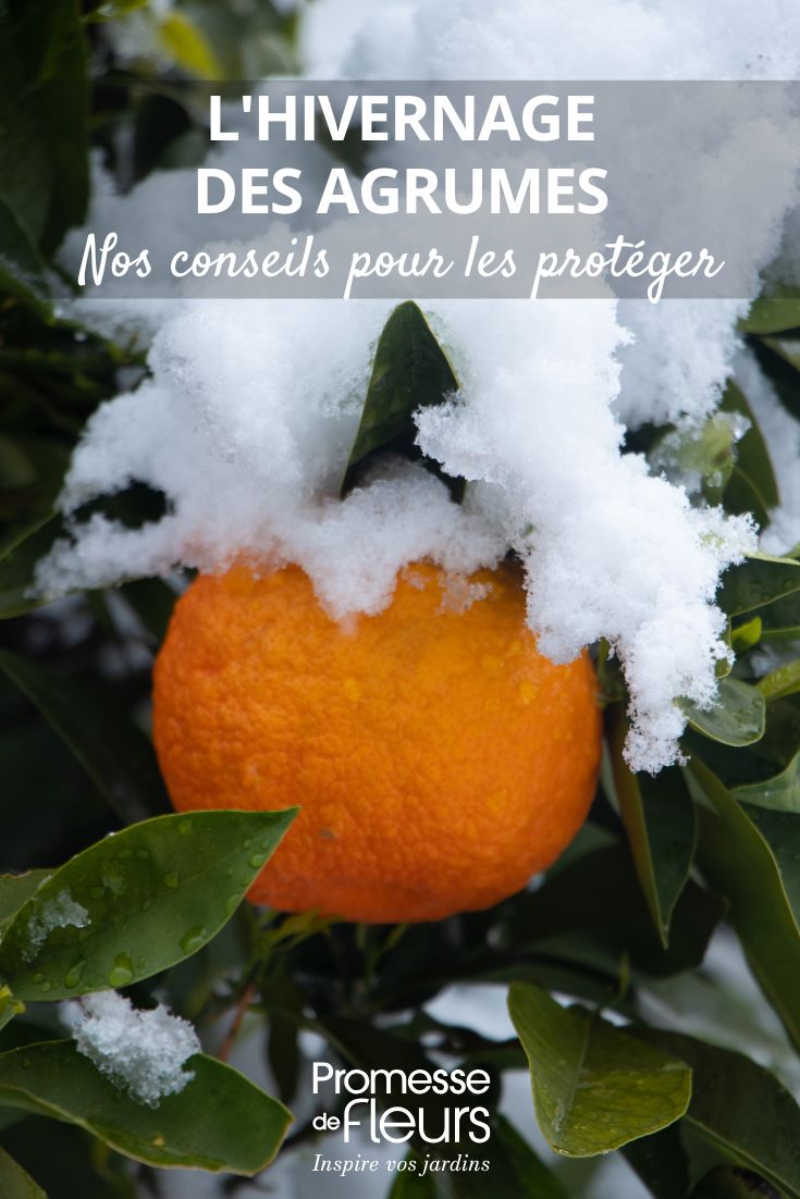 oranger sous la neige