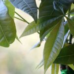 Pachira : l’entretien au fil des saisons