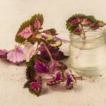 Comment multiplier le coleus ?