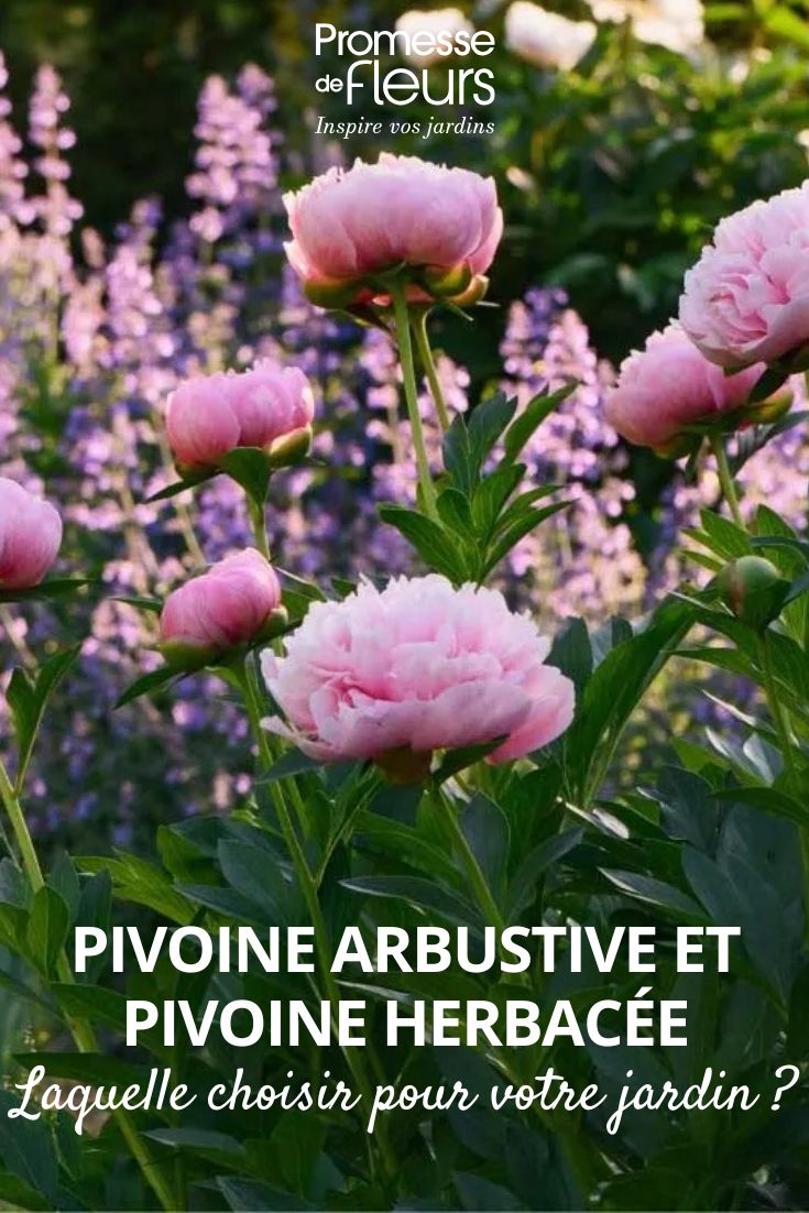 pivoines au jardin