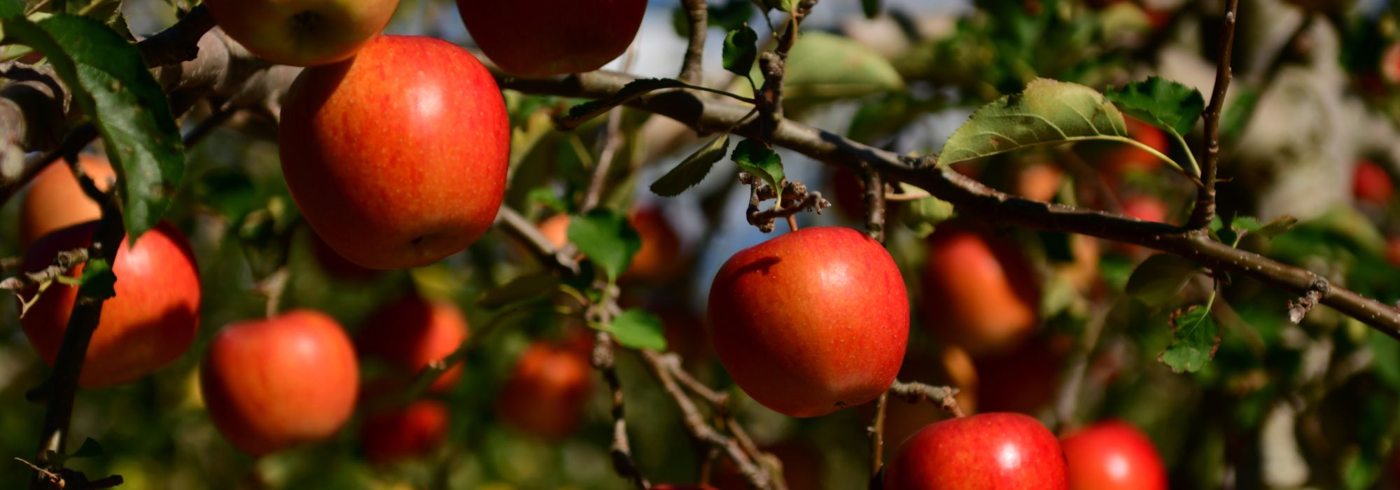 Des fruits toute l'année : est-ce possible ?