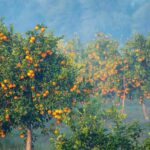 L'hivernage des agrumes : essentiel pour leur survie
