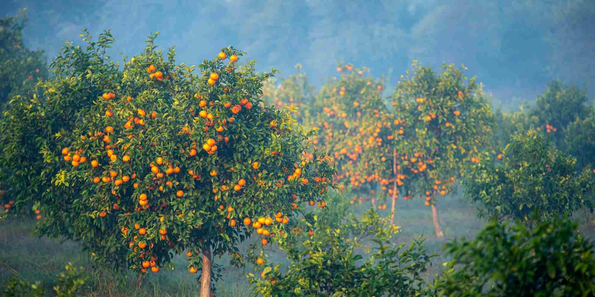 L'hivernage des agrumes : essentiel pour leur survie