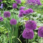 Ail d'ornement : les plus belles variétés de grande taille