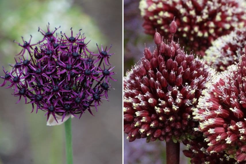 Allium atropurpureum et Allium ‘Red Mohican