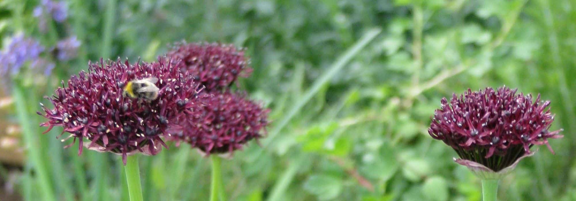 Les Alliums ou ails d'ornement à fleurs pourpres