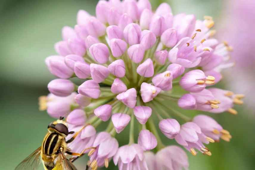 ails d'ornement à fleurs roses