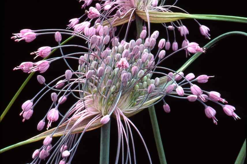 ail à floraison rose