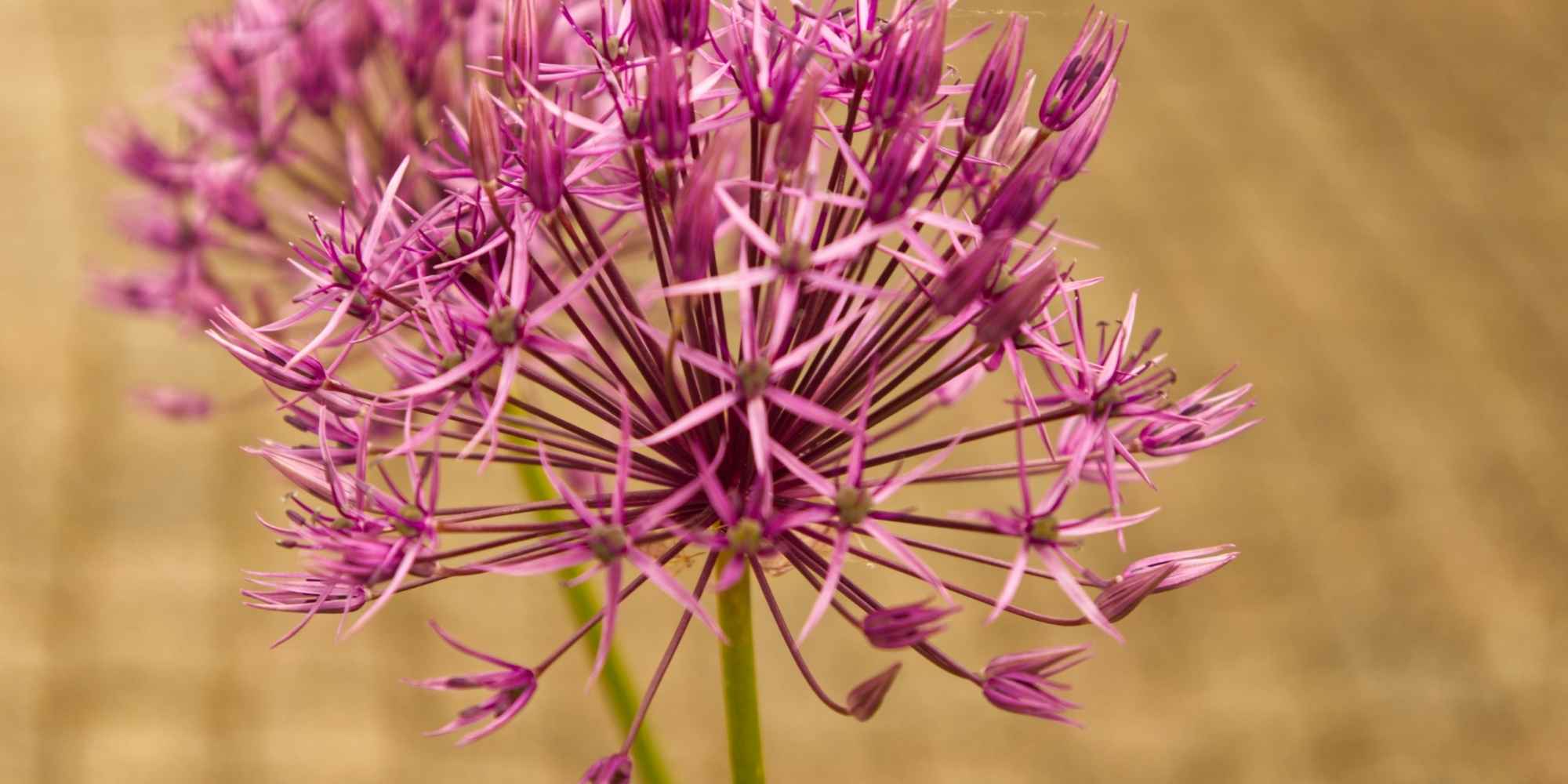 Ail d'ornement : découvrez les plus belles variétés à fleurs roses !