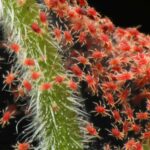 Comment se débarrasser des araignées rouges sur les plantes d'intérieur ?