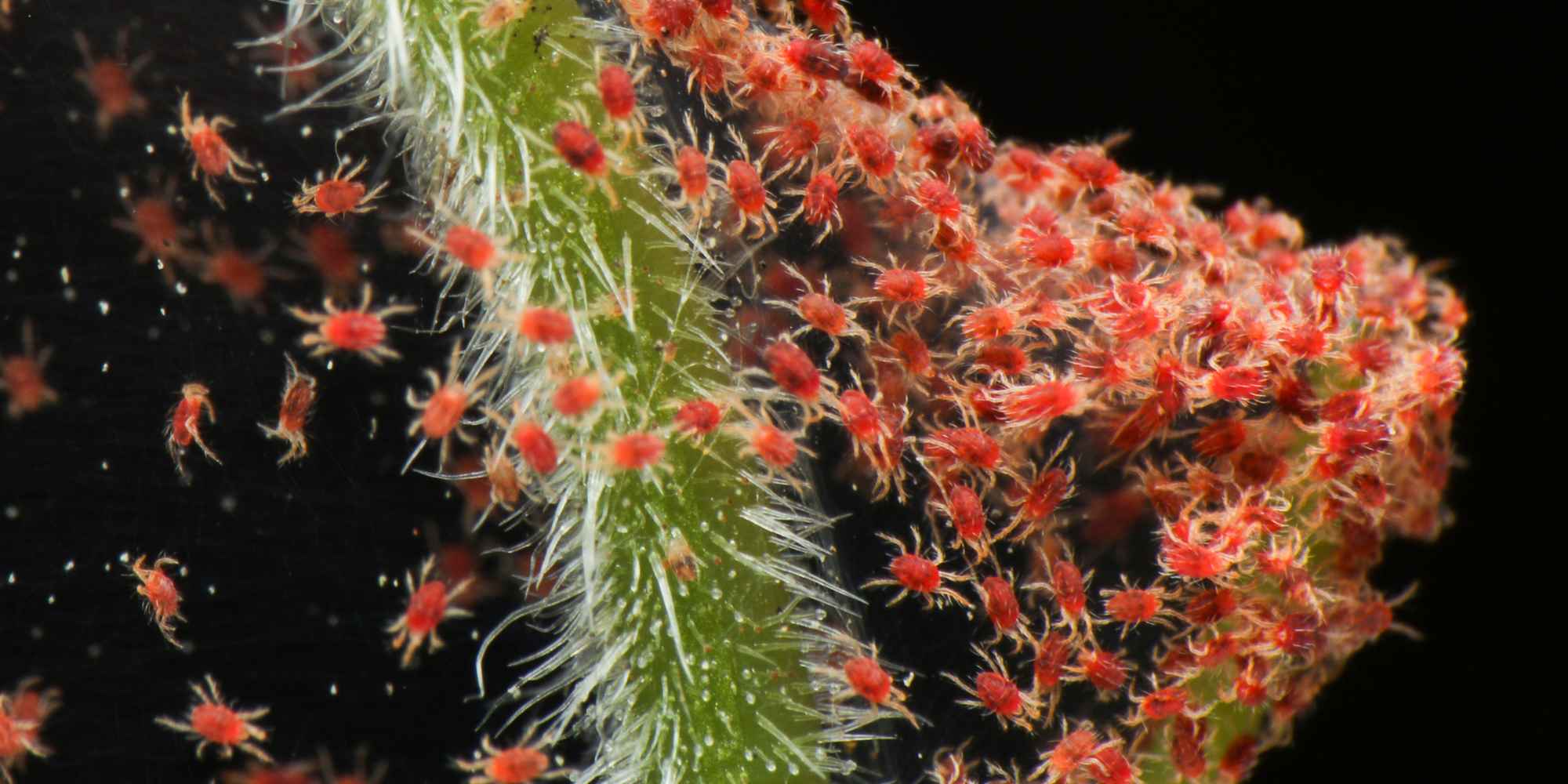 Comment se débarrasser des araignées rouges sur les plantes d'intérieur ?