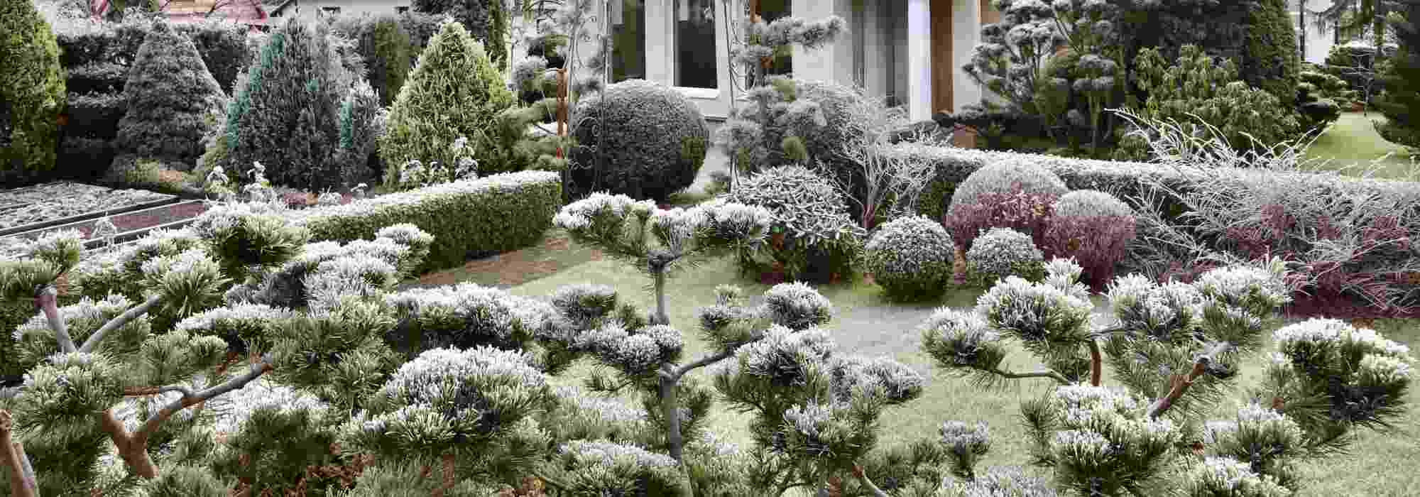 Les conifères au jardin : jouez les associations naturelles pour l'hiver !