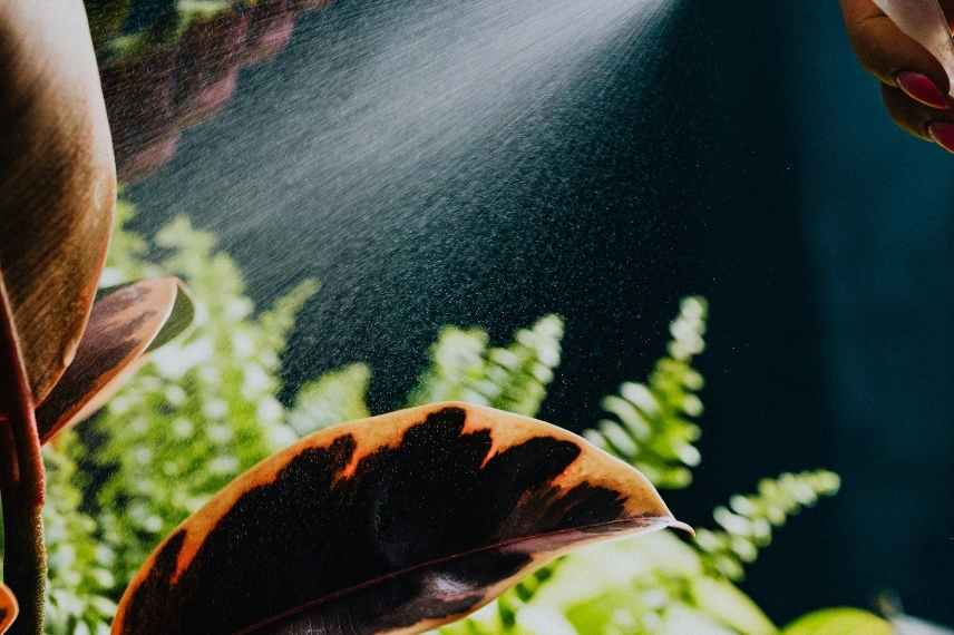 araignées rouges sur plantes d'intérieur : nos solutions