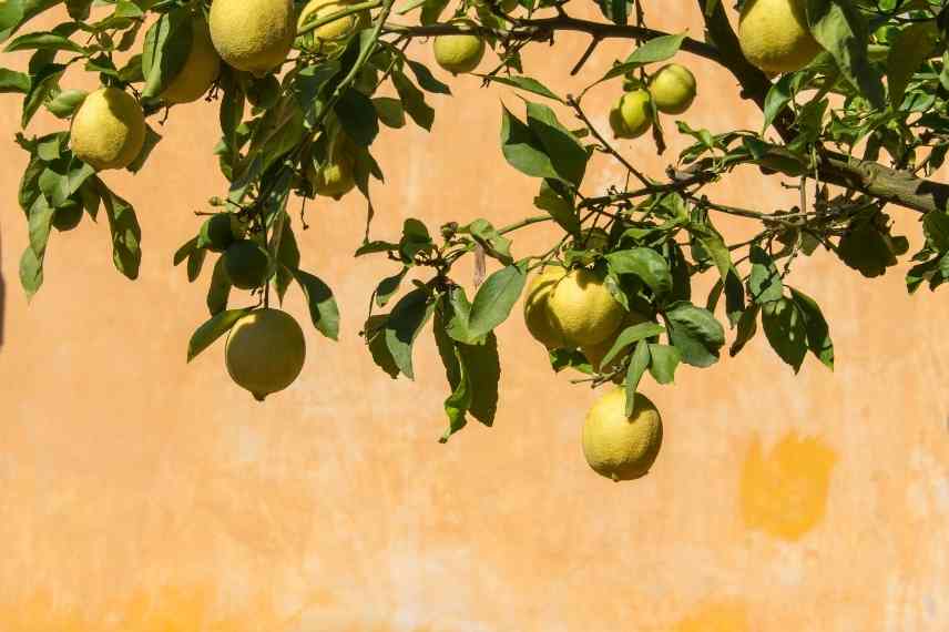 hivernage des agrumes : tous nos conseils