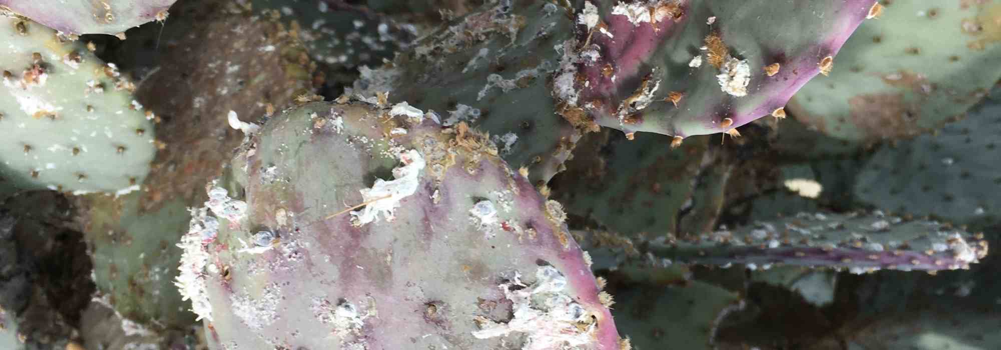 Comment se débarrasser naturellement des cochenilles sur les plantes d'intérieur ?