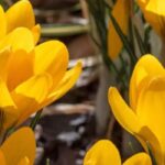Crocus de printemps : comment obtenir une floraison plus longue au jardin ?