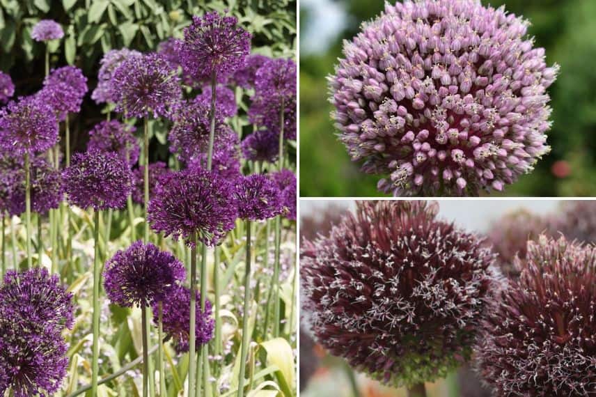 Allium ‘Purple Sensation’, Allium ‘Summer Drummer’ et Allium ‘Foreclock’ 