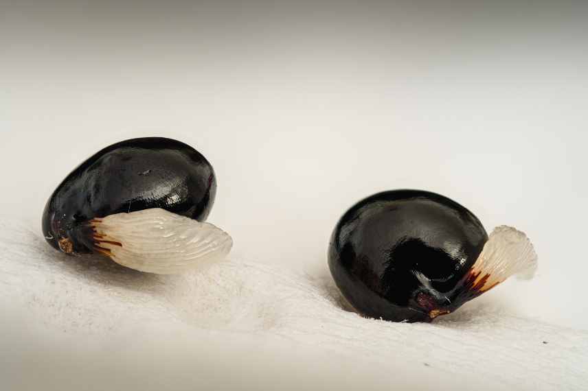 myrmécochorie graines