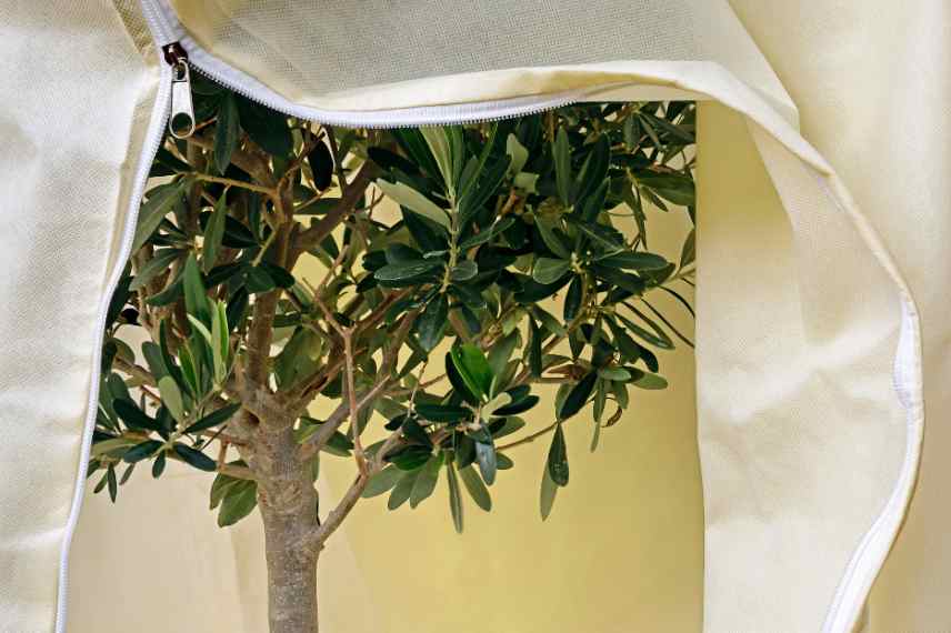 housses pour proteger plantes frileuse