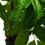 Les maladies et parasites du Pachira