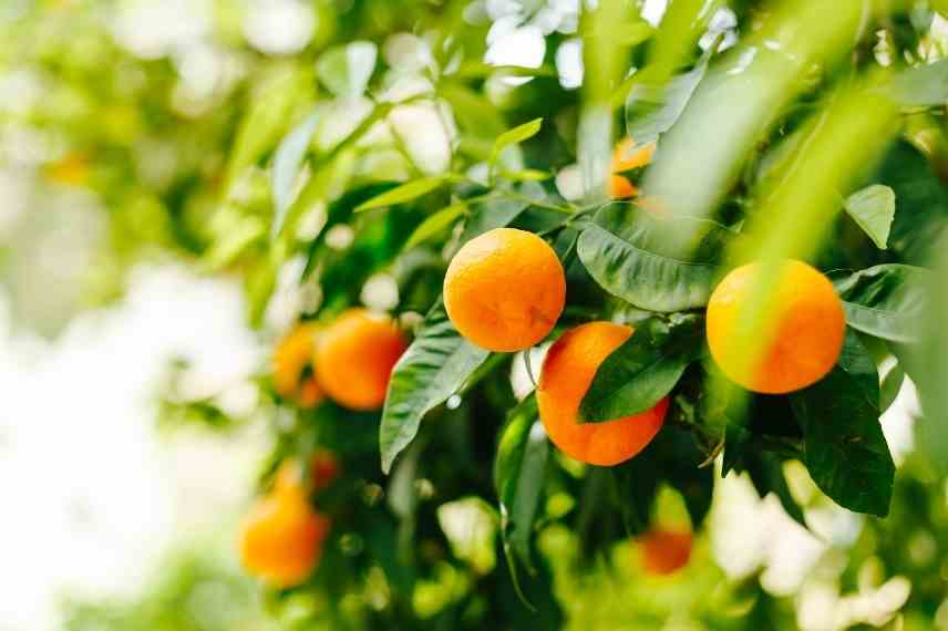 fertilisation des agrumes saison par saison